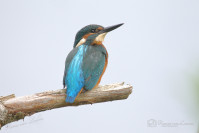 IJsvogel