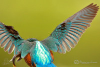 IJsvogel