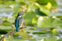 IJsvogel