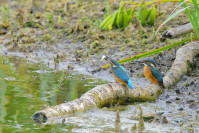 IJsvogel