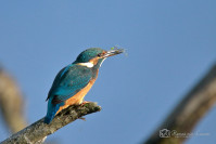 IJsvogel
