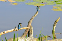 IJsvogel