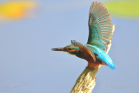 IJsvogel