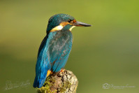 IJsvogel