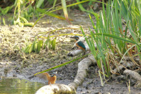 IJsvogel