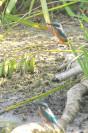 IJsvogel
