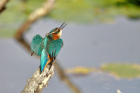 IJsvogel