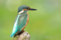 IJsvogel
