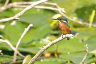 IJsvogel