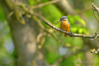 IJsvogel