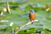 IJsvogel