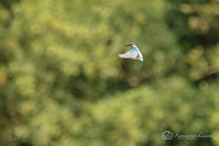 IJsvogel