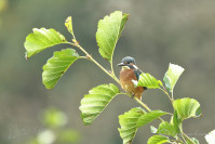 IJsvogel