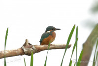 IJsvogel