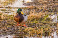 Wilde eend
