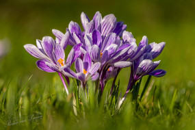 Bonte krokus