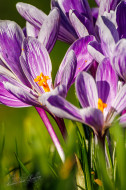 Bonte krokus