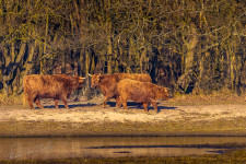 Schotse hooglanders