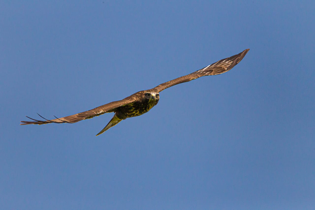 Photo taken by Remco van Leuven Heemskerk.