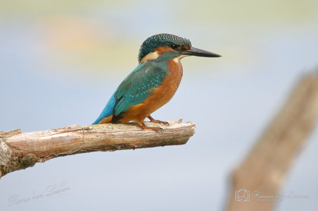 Photo taken by Remco van Leuven.