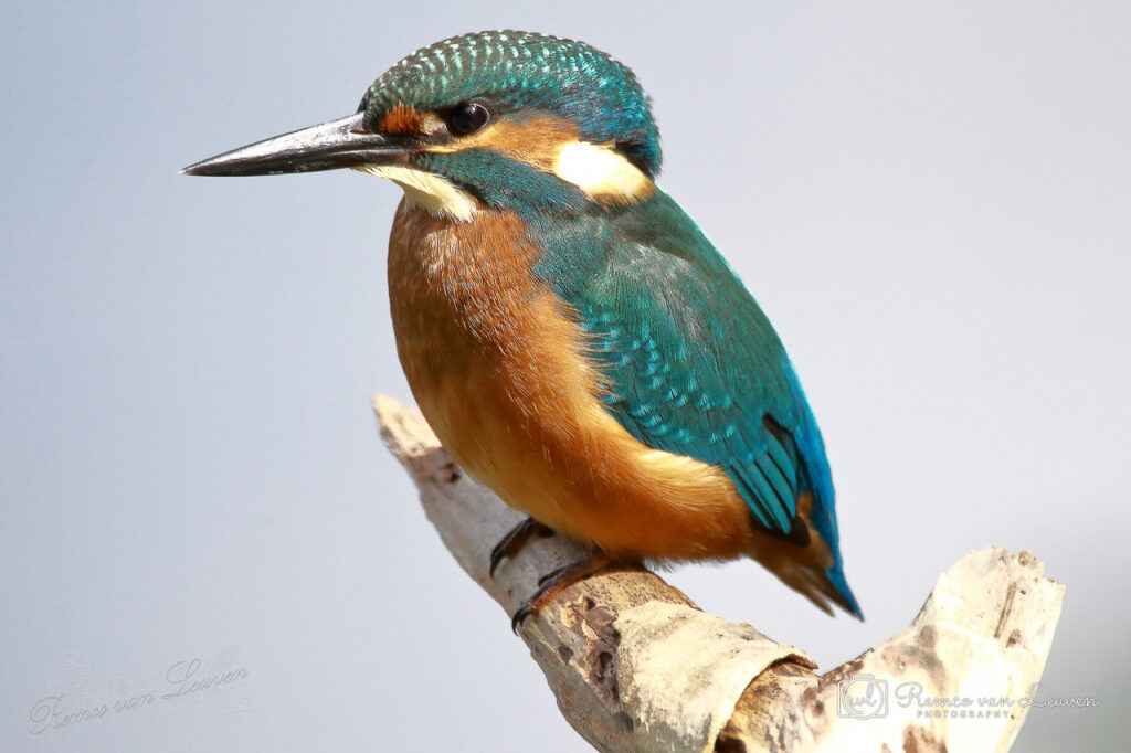 Photo taken by Remco van Leuven.