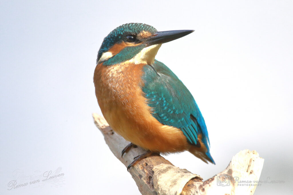 Photo taken by Remco van Leuven.