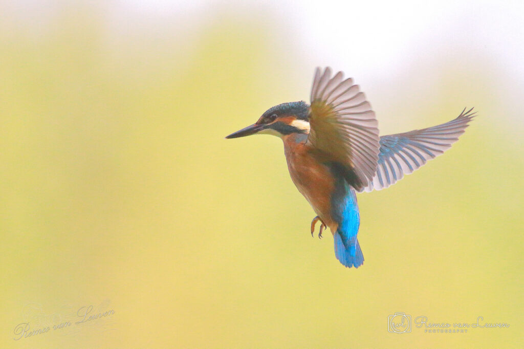 Photo taken by Remco van Leuven.